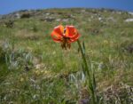 Valbona lilium albanicum