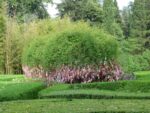 Wunschbaum im Weingut Tschinandali