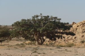 Weihrauch-Naturschutzgebiet Wadi Dokka